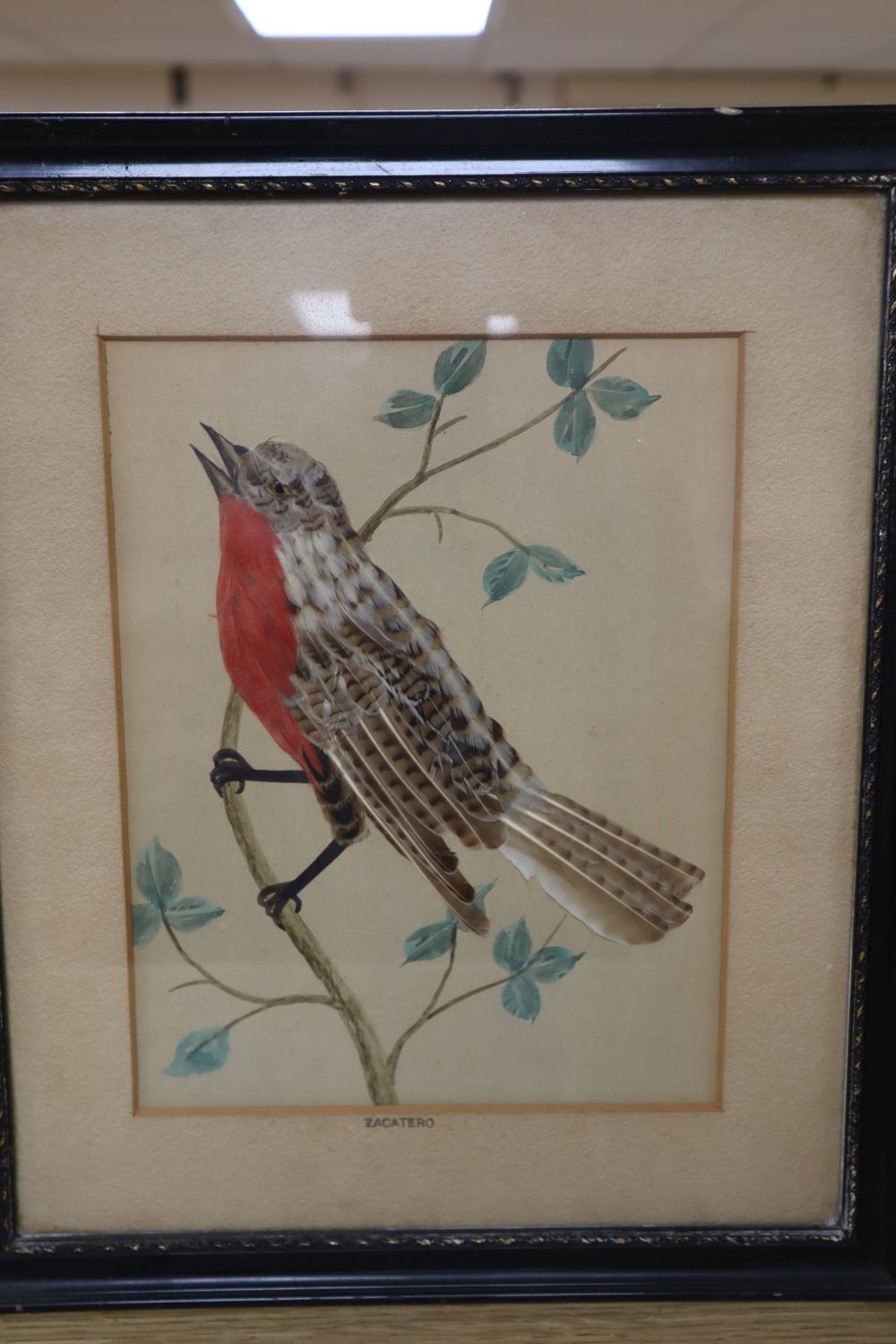 Attributed to Henry Strachan Elton (1841-1934), watercolour, Study of a West Himalayan White Crested Laughing Thrush, 22 x 30cm, a wate